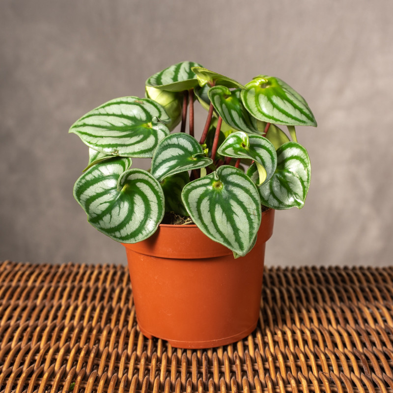 Peperomia 'Costa rica' | Mała