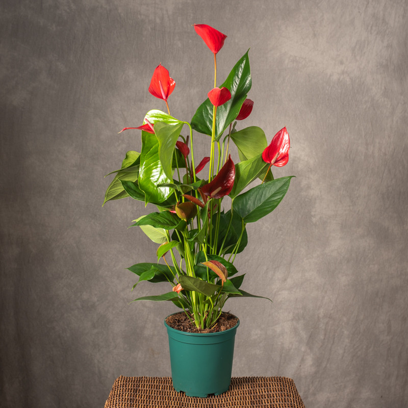 Anturium 'Melodia' | Duże