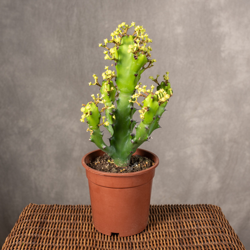 Euphorbia mayuranthanii
