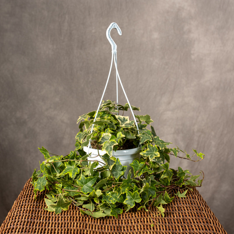 Bluszcz hedera 'Gold Child'...