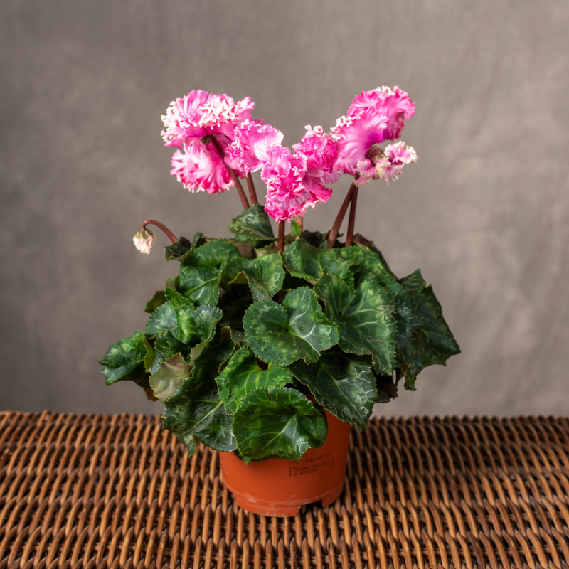 Cyklamen 'Merenque' | Różowy