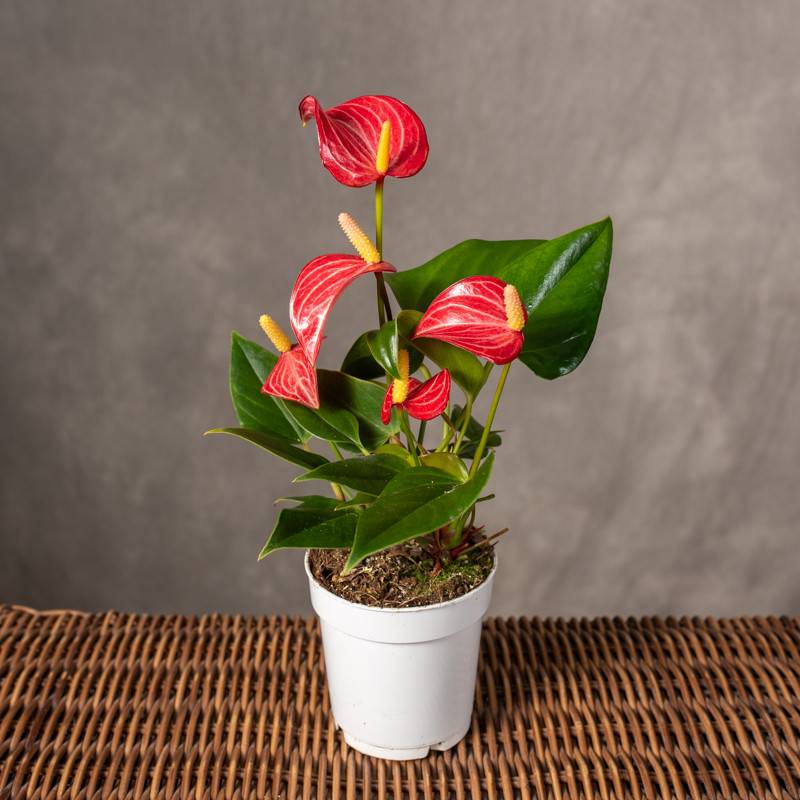 Anturium 'Livium Brillante'...