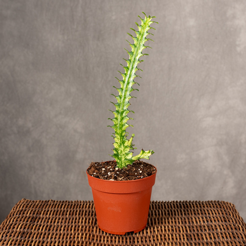 Wilczomlecz mleczny...