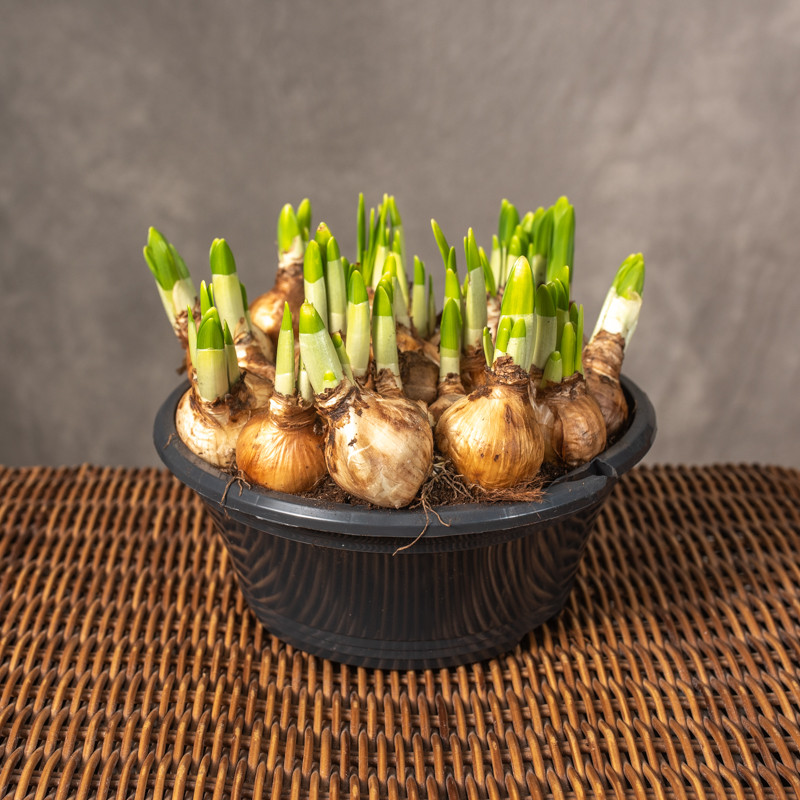 Narcyz 'Tete A Tete' | Misa