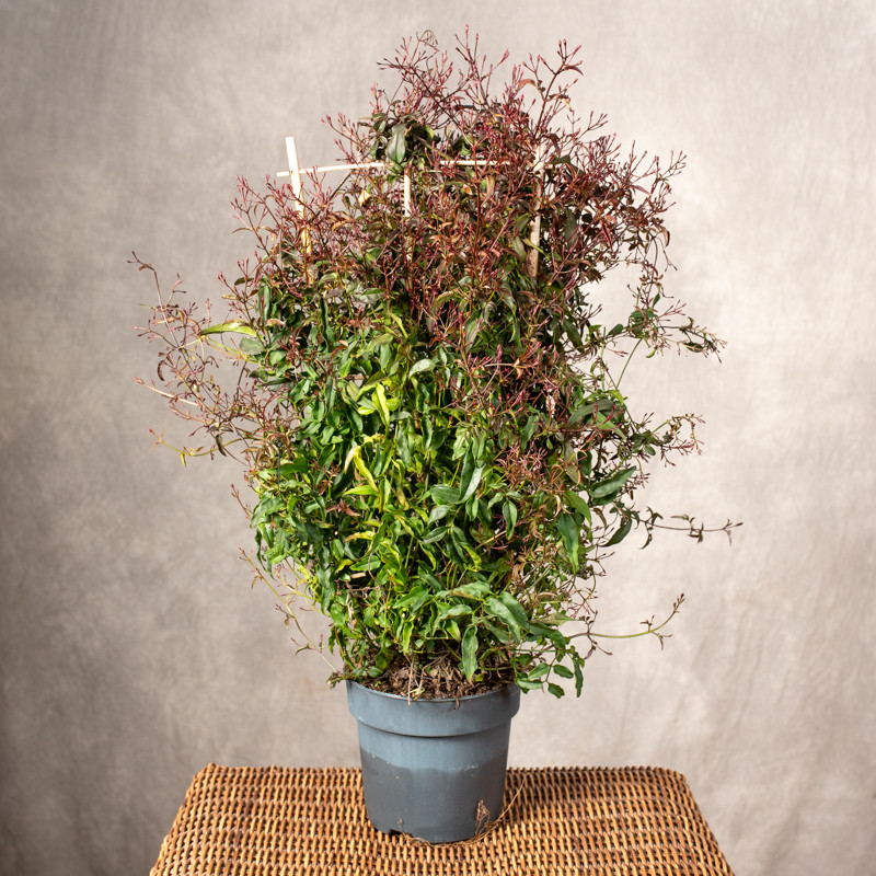 Jaśmin wielokwiatowy | Różowy