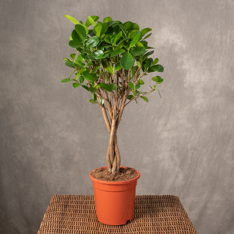 Fikus 'Moclame' | Na pniu