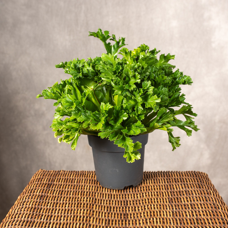 Asplenium 'Leslie' | Duże