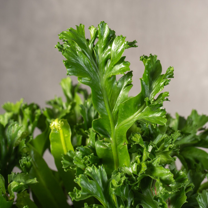 Asplenium 'Leslie' | Duże | Tomaszewski