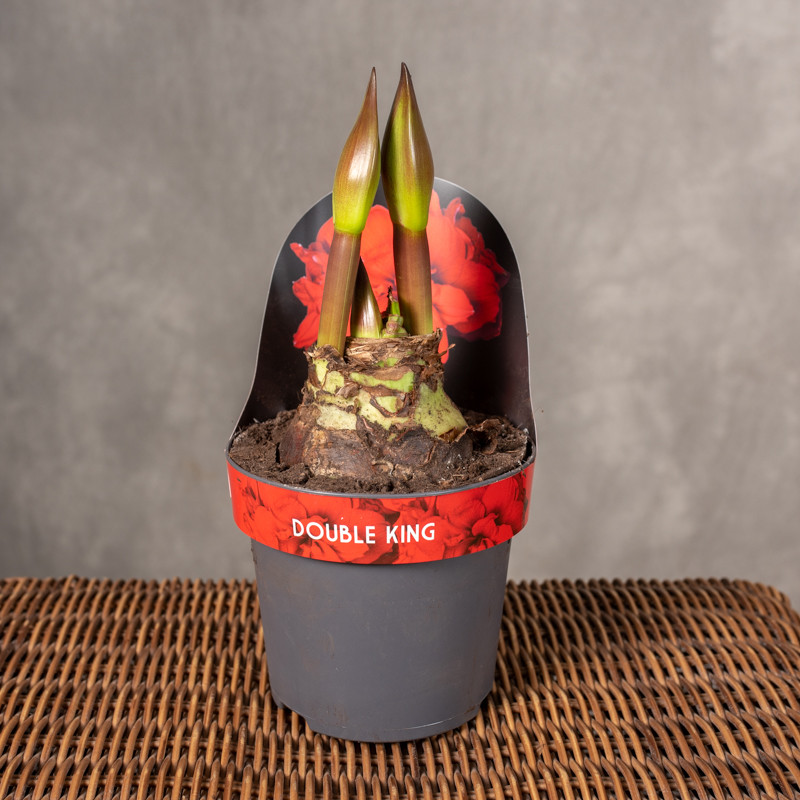 Amarylis 'Double King'