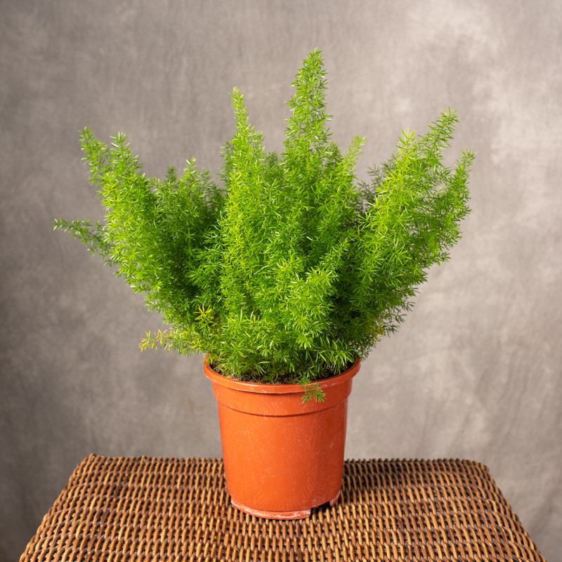 Asparagus 'Meyers' | Duży