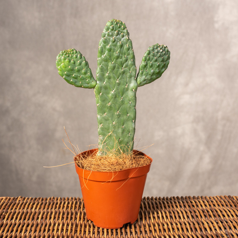 Opuncja rubescens | Mała