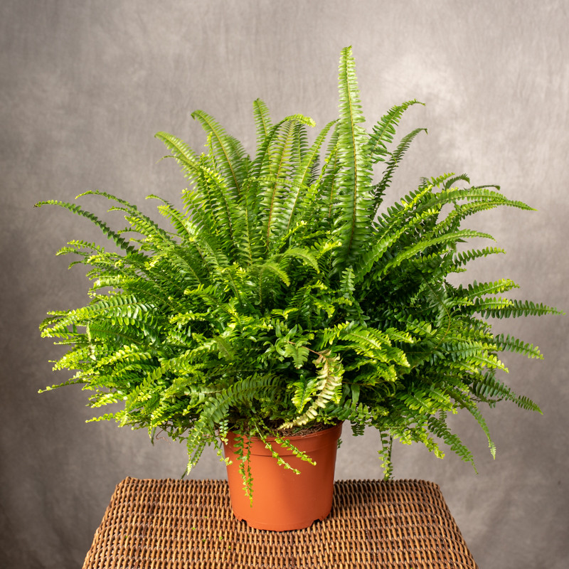 Paproć Nefrolepis 'Green...