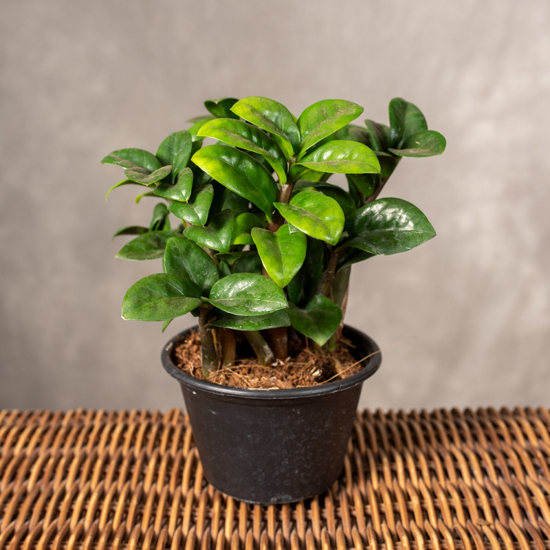 Zamiokulkas 'Zenzi' | Mały