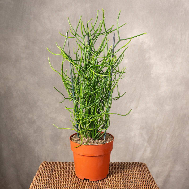 Wilczomlecz palczasty | Duży