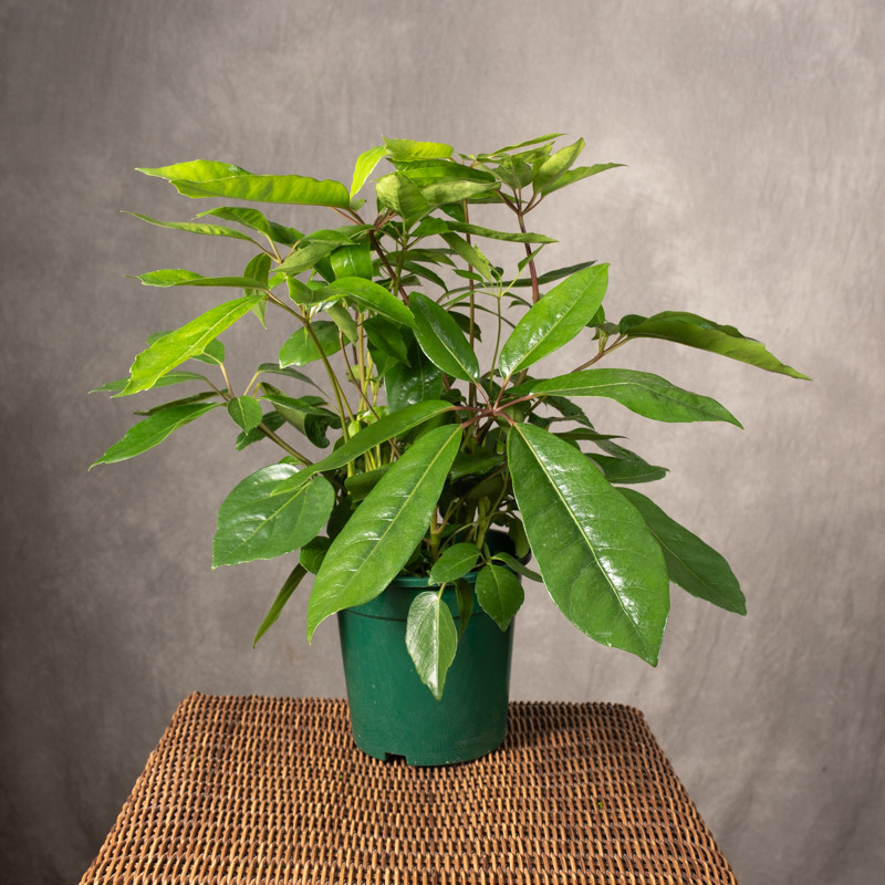 Szeflera parasolowata | Duża