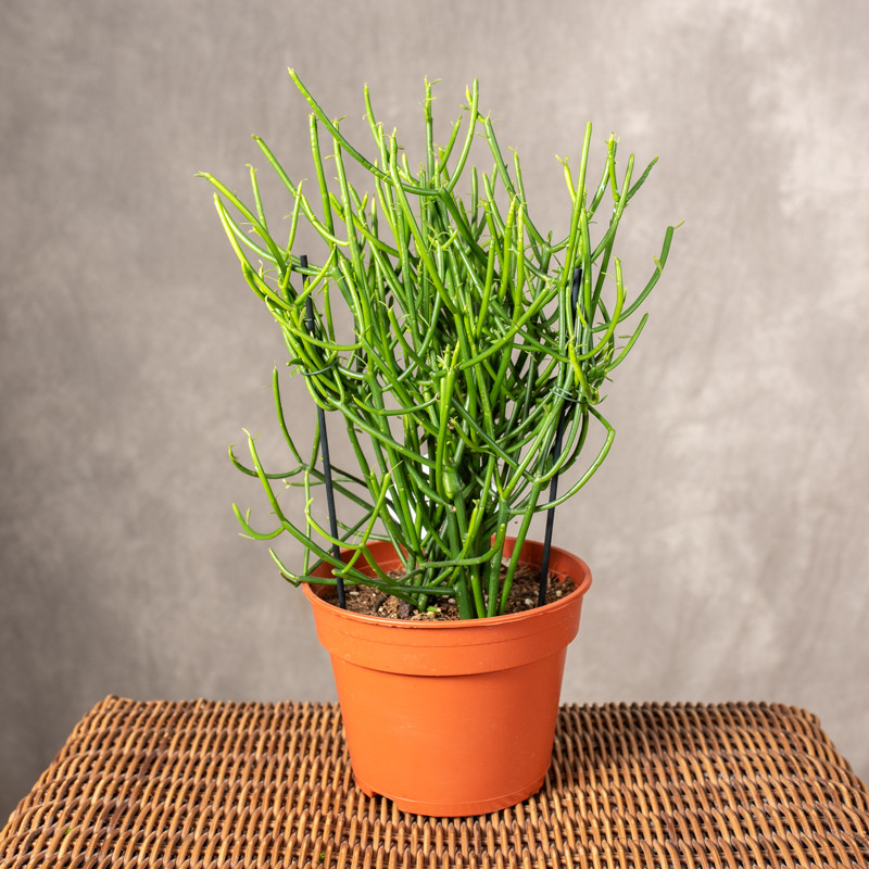 Wilczomlecz palczasty