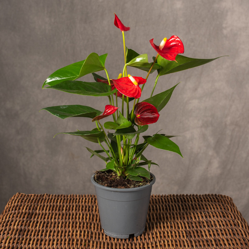 Anturium 'Success Red'