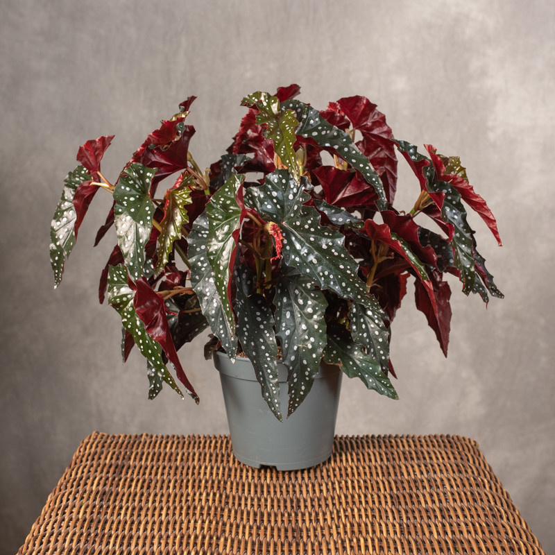 Begonia 'Black Forest'