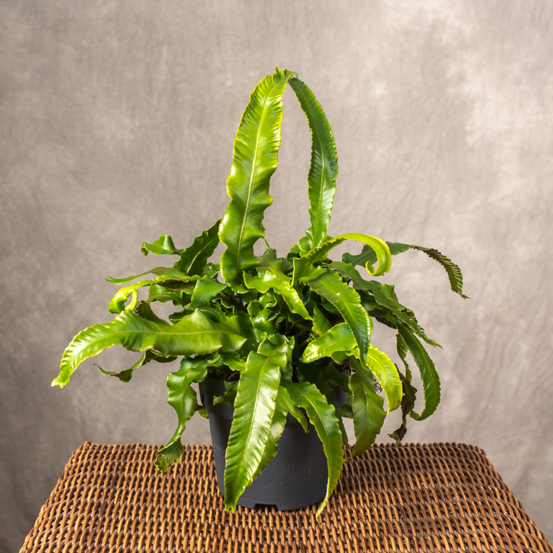 Asplenium 'Scolopendrium' |...