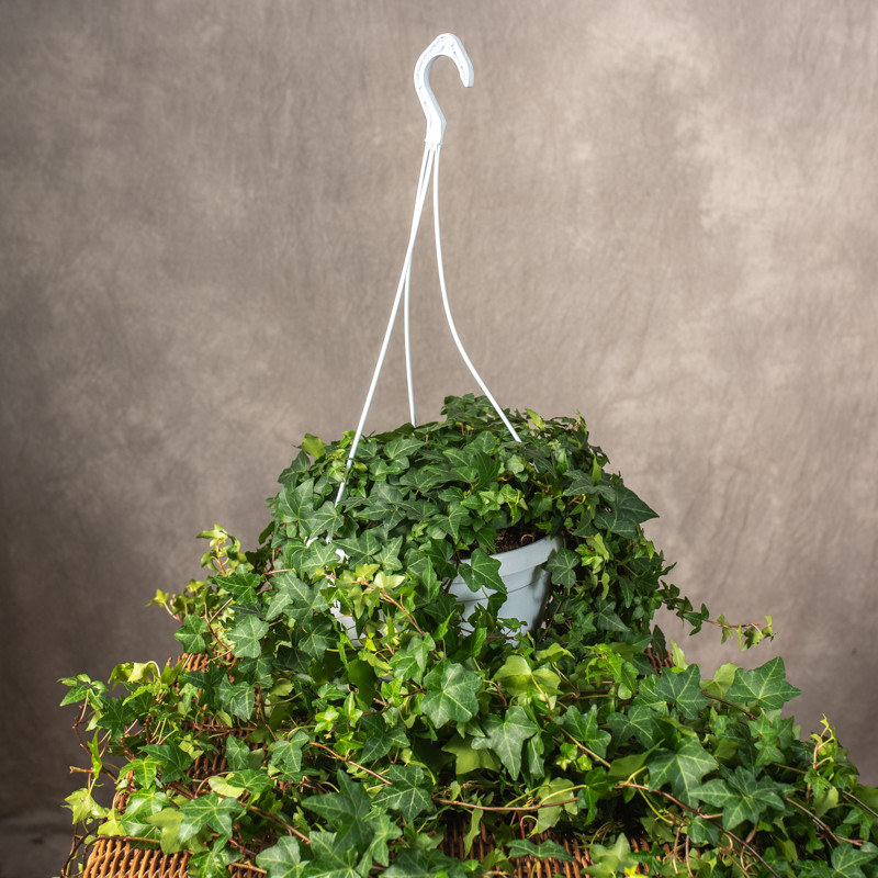 Bluszcz pospolity...