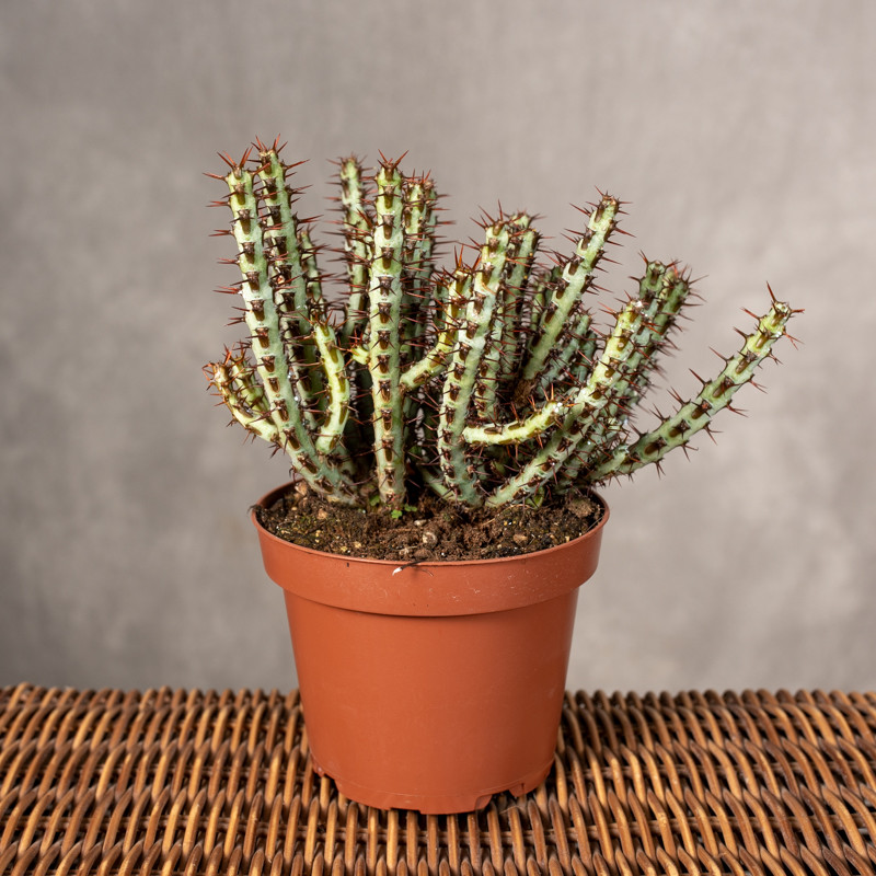 Euphorbia aeruginosa | Mała