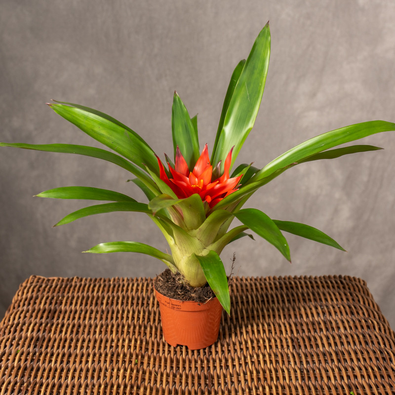 Guzmania 'Glow'