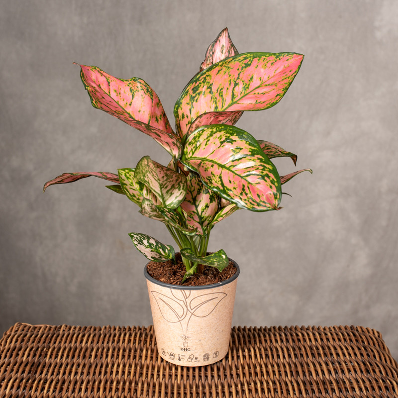 Aglonema 'Lady Valentine'