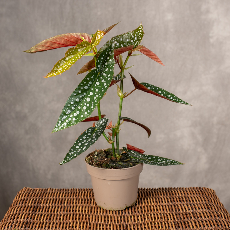 Begonia 'Wightii' | Mała