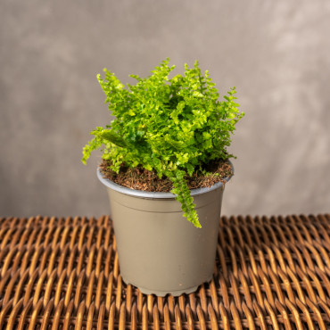 Paproć 'Marissa' | Mała