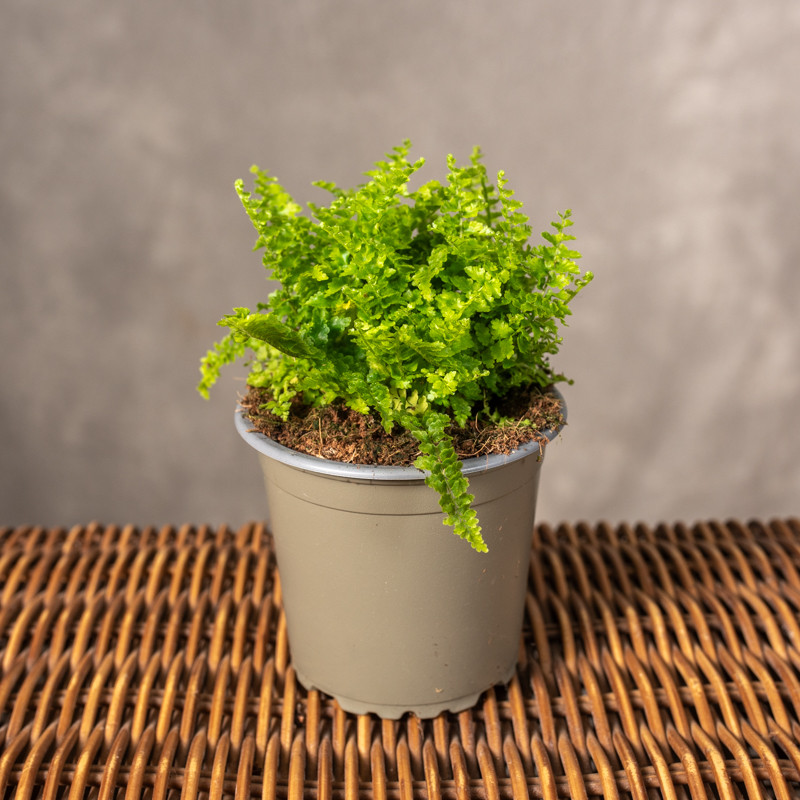 Paproć 'Marissa' | Mała