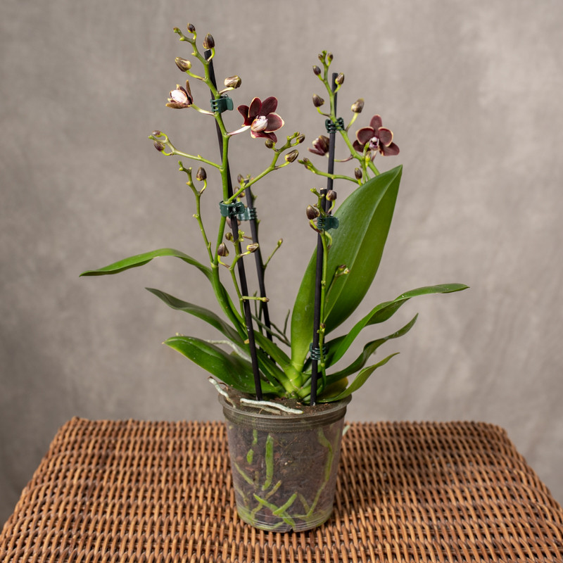 Storczyk 'Taisuco Kobold' |...