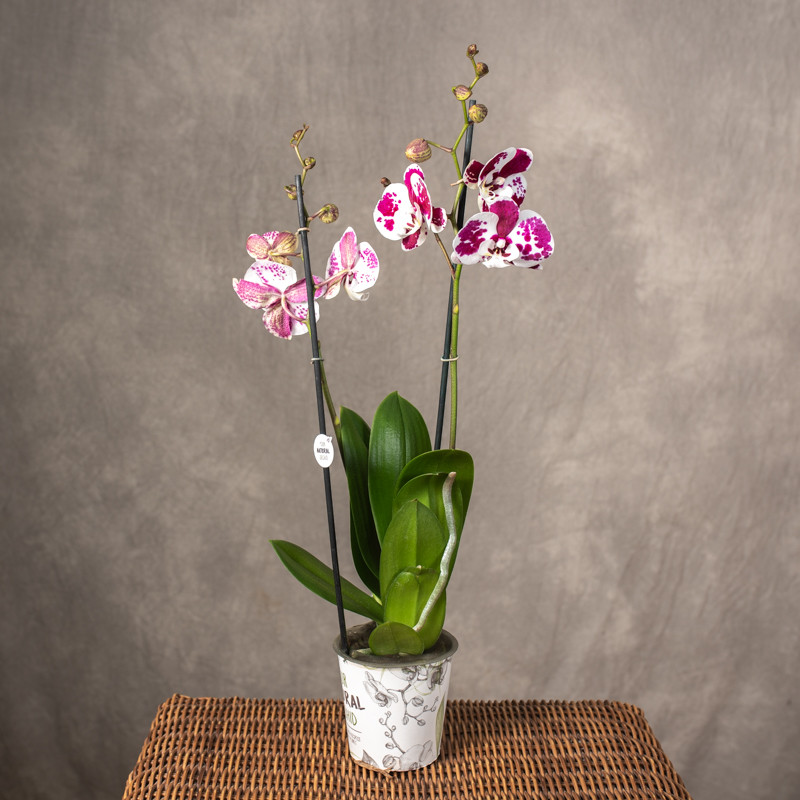 Storczyk biało - fioletowy...