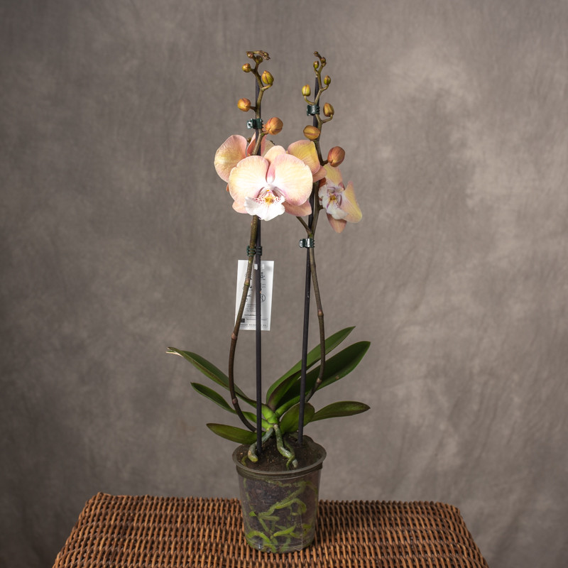 Storczyk różowo-żółty |...