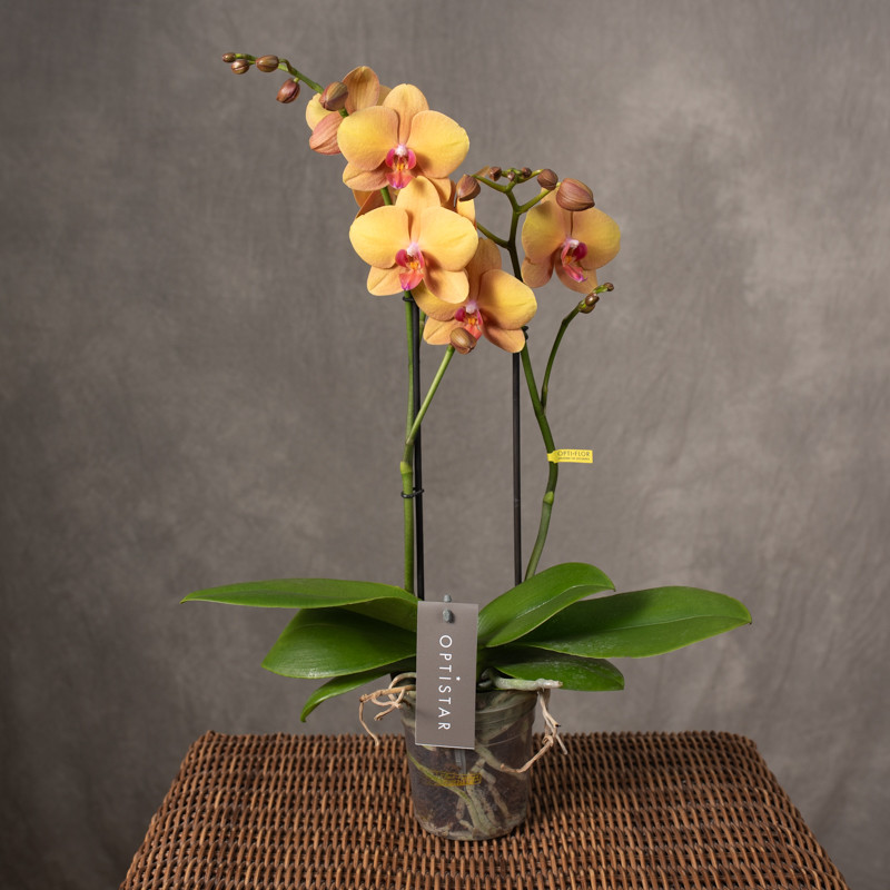 Storczyk pomarańczowy z...