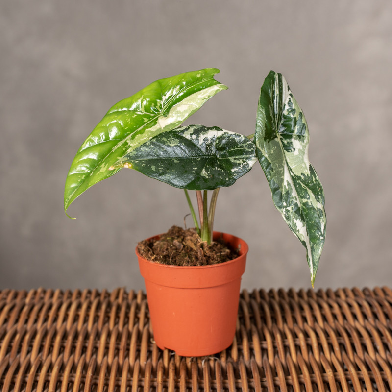 Alokazja 'Simpo' Variegata...