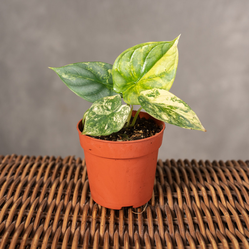 Alokazja 'Silver Dragon'...