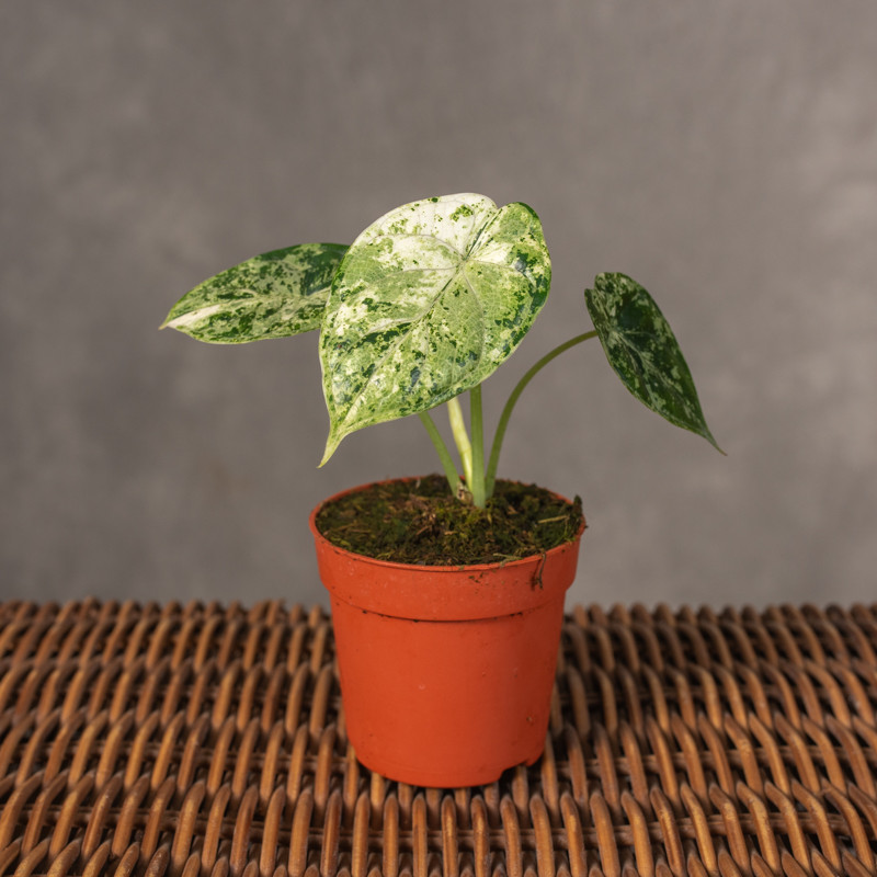 Alokazja 'Dragon Scale'...