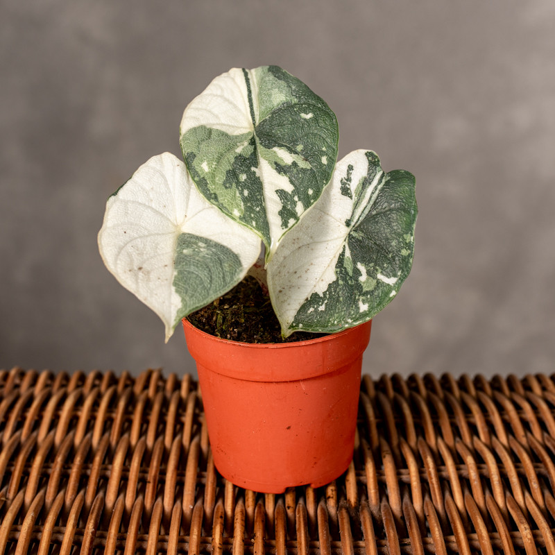 Alokazja 'Melo' Variegata |...