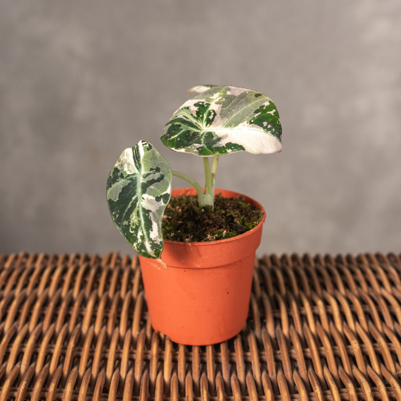 Alokazja 'Black Velvet'...