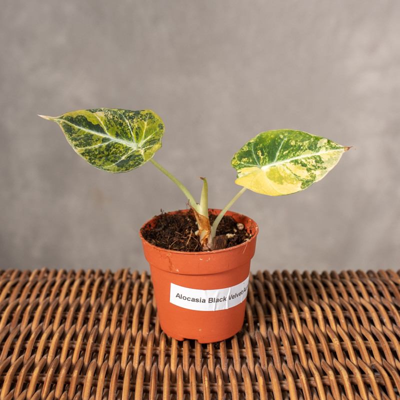 Alokazja ' Black Velvet'...