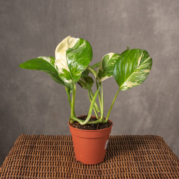 Monstera 'Lechleriana' Variegata | Mała