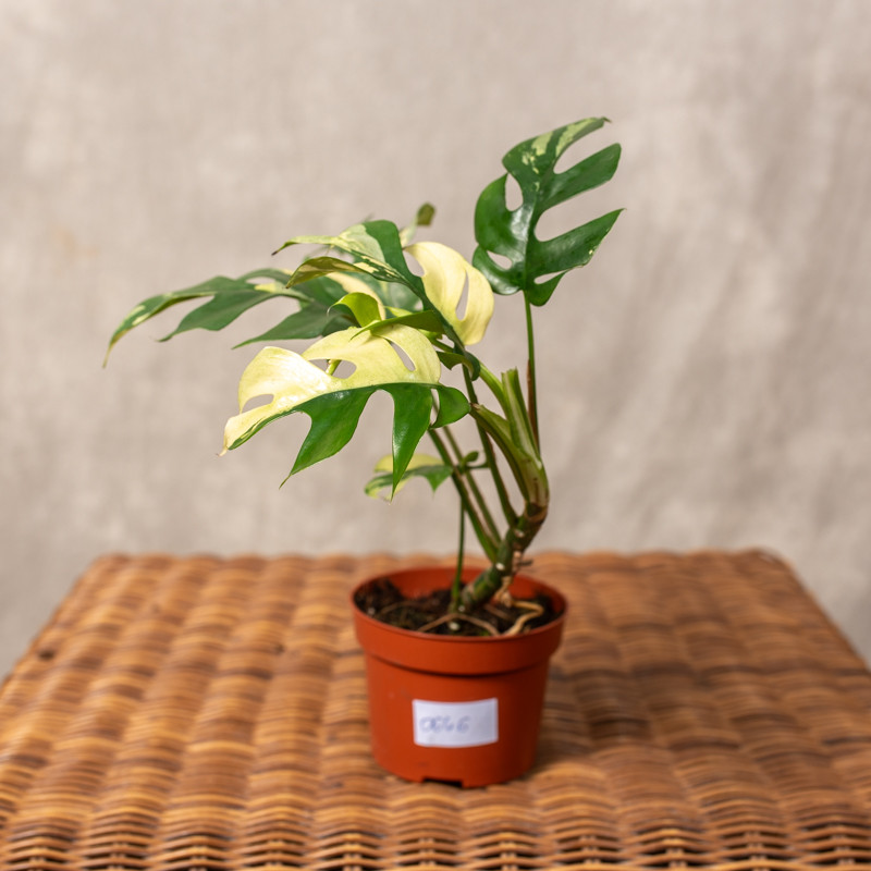 Rhaphidophora tetrasperma...