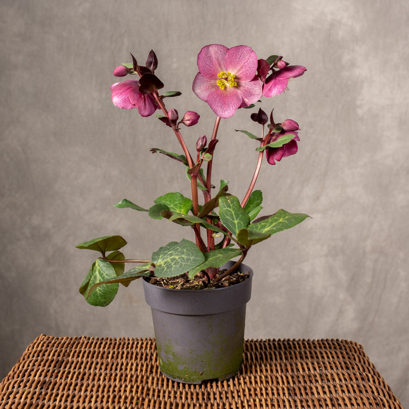 Ciemiernik 'Charmer Small'