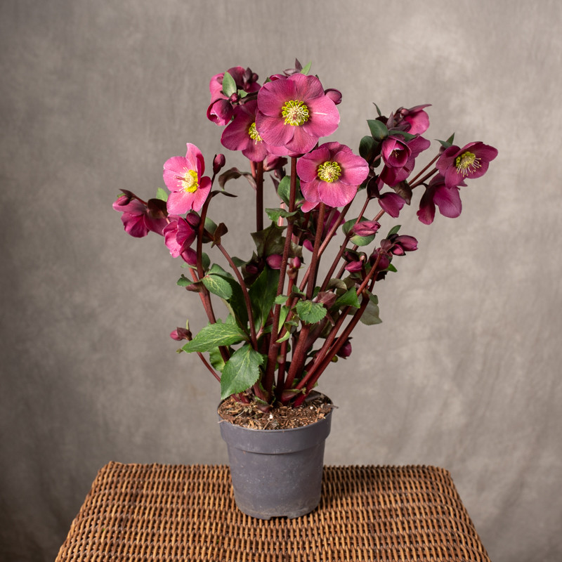 Ciemiernik 'Anna's Red'