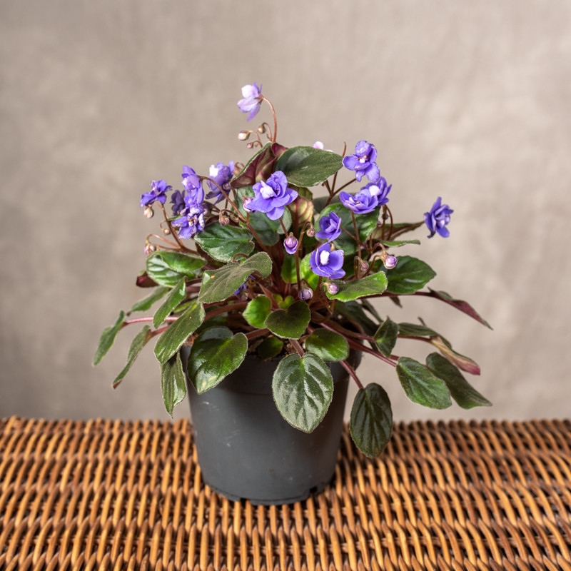 Fiołek afrykański 'Trailing...