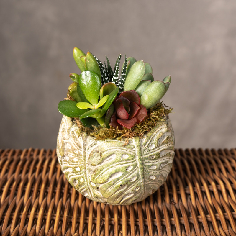 Kompozycja sukulentów w...