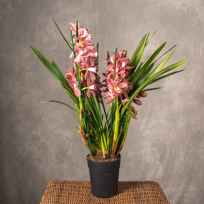 Storczyk Cymbidium | Różowy