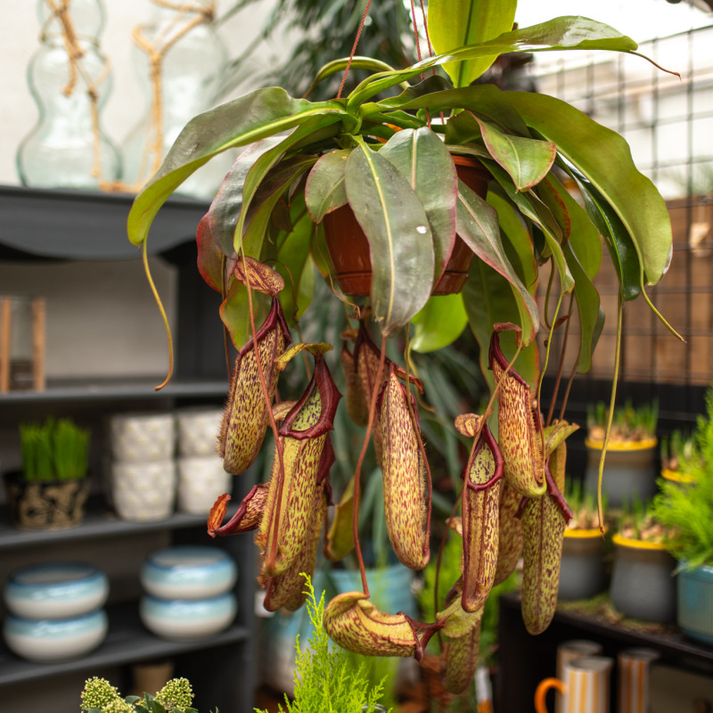 Dzbanecznik | Wiszący XXL