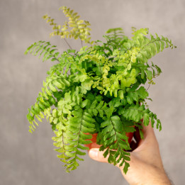 Adiantum 'Bronze Venus' | Tomaszewski