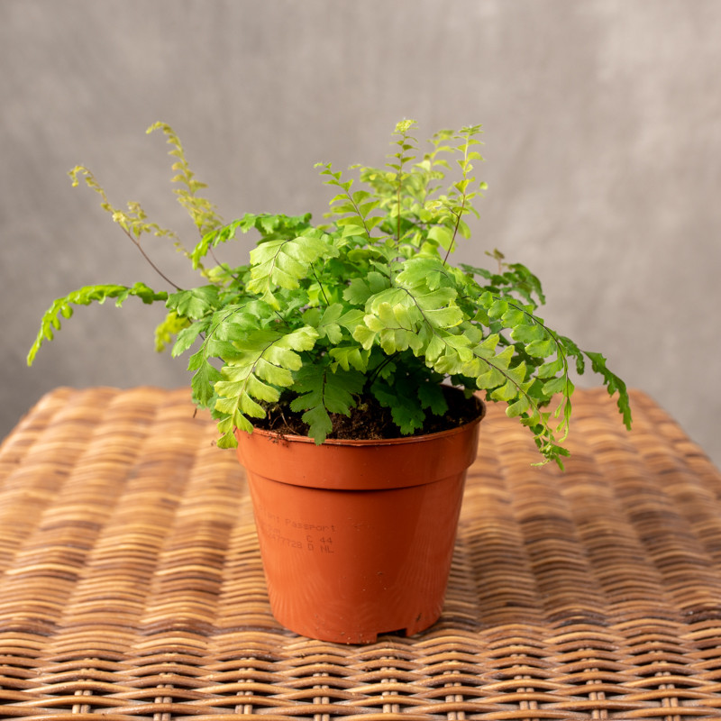 Adiantum 'Bronze Venus' | Małe